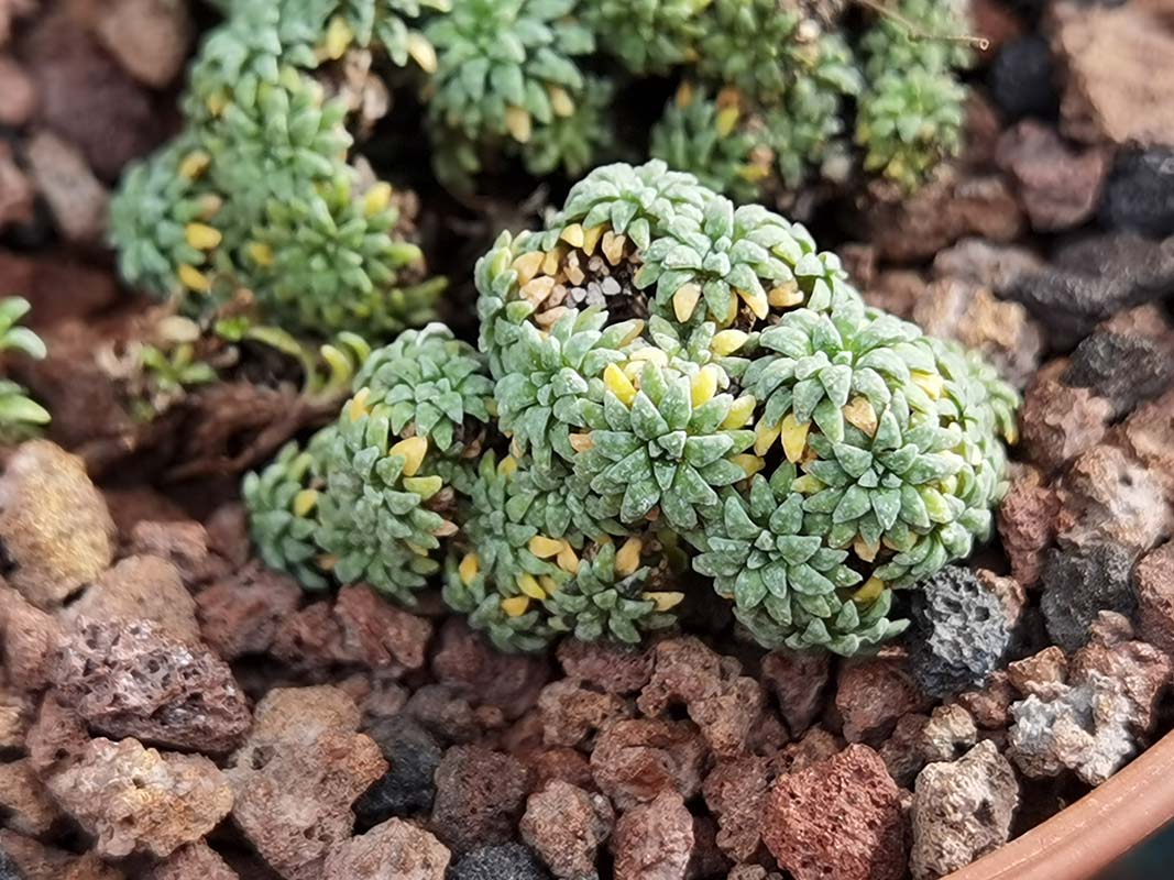 Saxifraga caesia